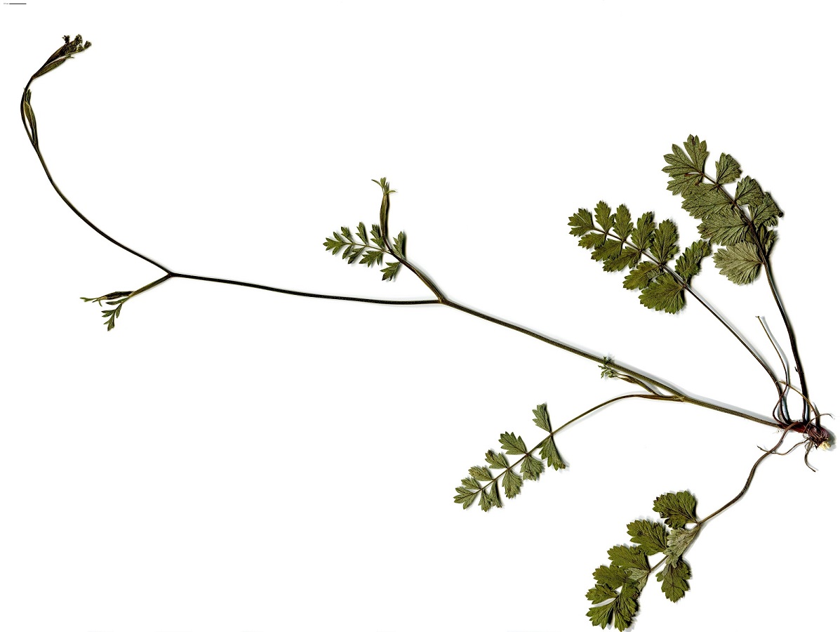 Pimpinella saxifraga subsp. saxifraga (Apiaceae)